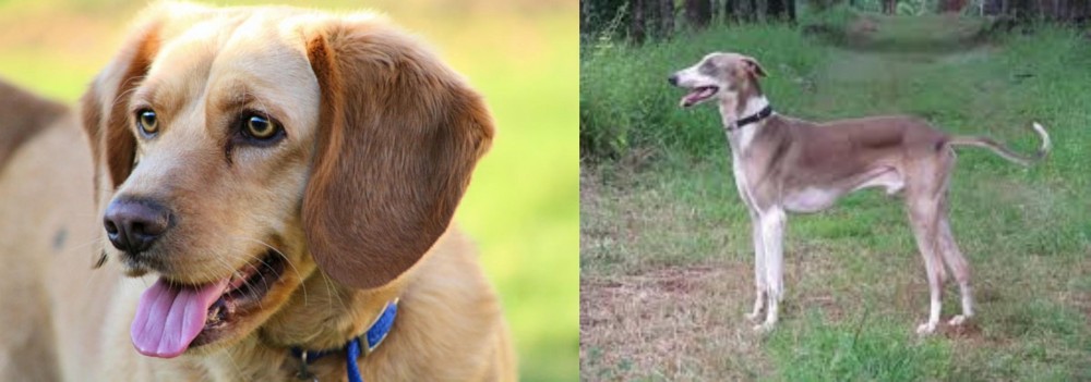 Mudhol Hound vs Beago - Breed Comparison