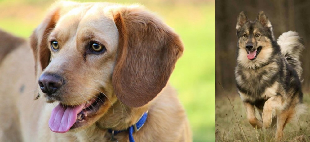 Native American Indian Dog vs Beago - Breed Comparison
