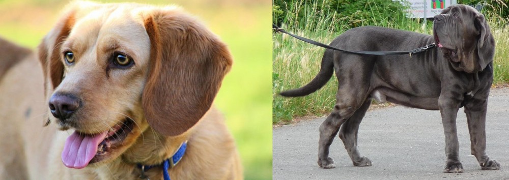 Neapolitan Mastiff vs Beago - Breed Comparison