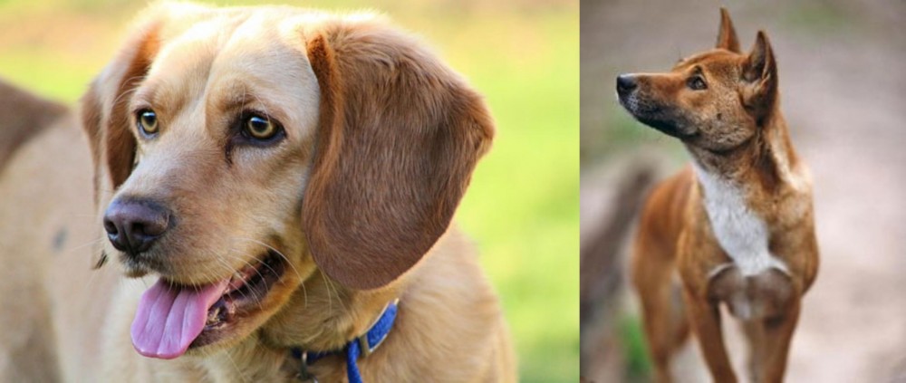New Guinea Singing Dog vs Beago - Breed Comparison