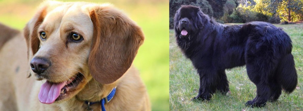Newfoundland Dog vs Beago - Breed Comparison