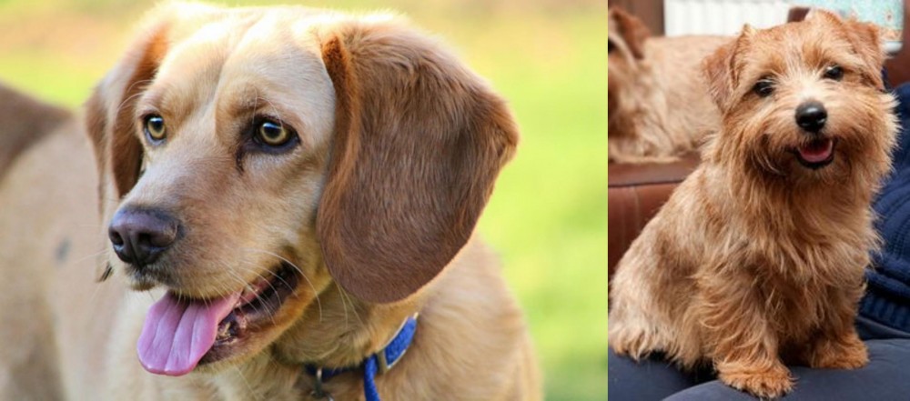 Norfolk Terrier vs Beago - Breed Comparison