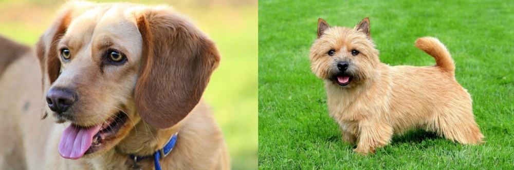 Norwich Terrier vs Beago - Breed Comparison