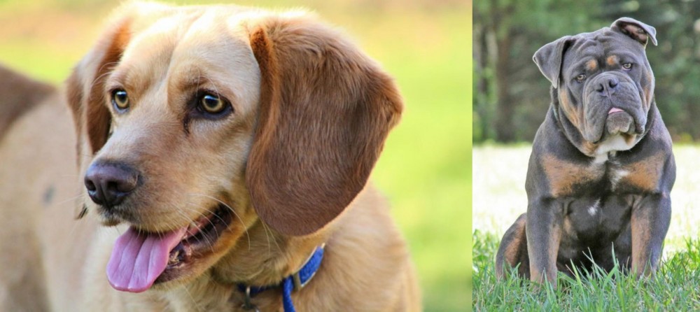 Olde English Bulldogge vs Beago - Breed Comparison