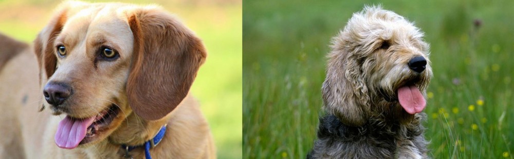 Otterhound vs Beago - Breed Comparison