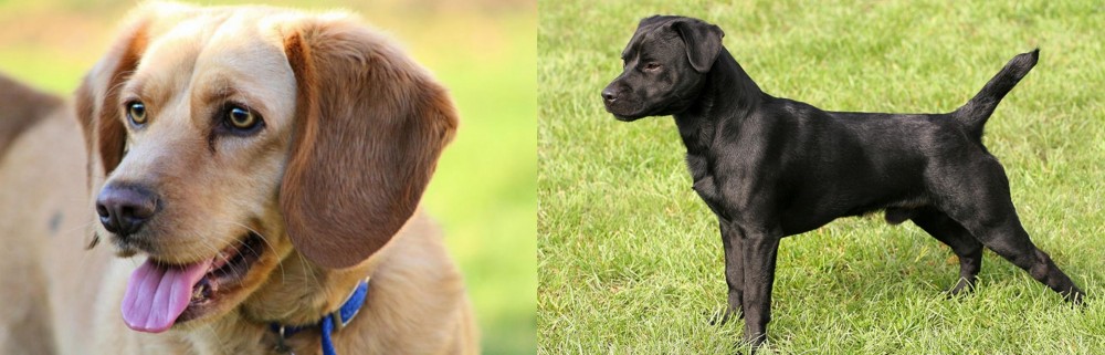 Patterdale Terrier vs Beago - Breed Comparison
