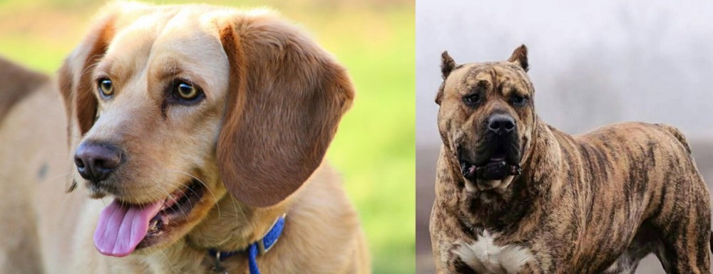 Perro de Presa Canario vs Beago - Breed Comparison