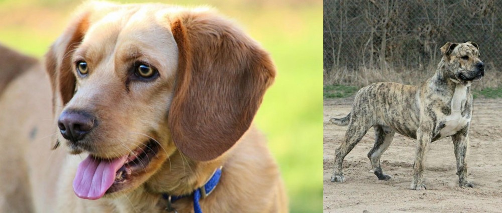 Perro de Presa Mallorquin vs Beago - Breed Comparison