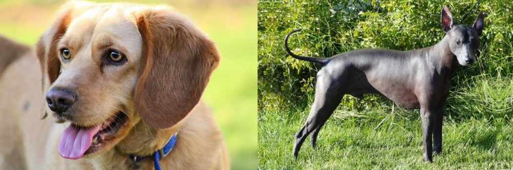 Peruvian Hairless vs Beago - Breed Comparison