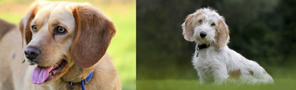 Petit Basset Griffon Vendeen vs Beago - Breed Comparison