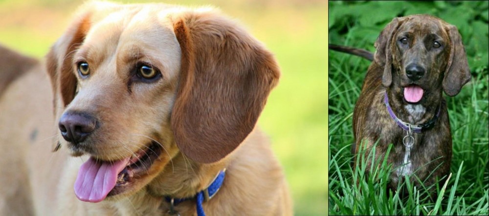 Plott Hound vs Beago - Breed Comparison