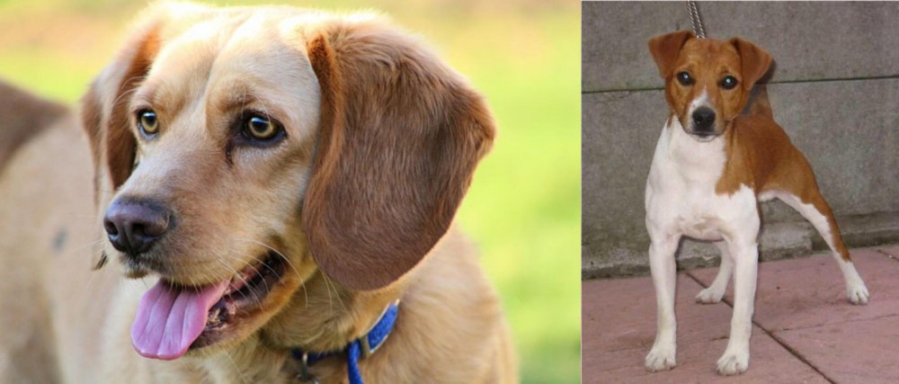 Plummer Terrier vs Beago - Breed Comparison
