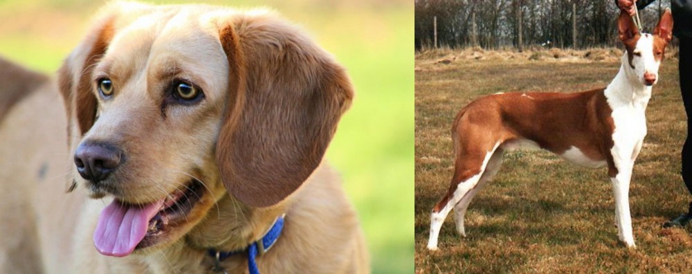 Podenco Canario vs Beago - Breed Comparison