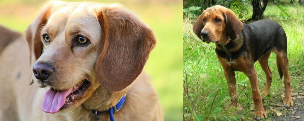 Polish Hound vs Beago - Breed Comparison