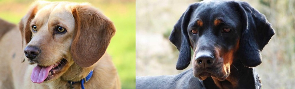 Polish Hunting Dog vs Beago - Breed Comparison