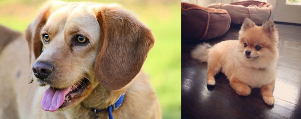 Pomeranian vs Beago - Breed Comparison