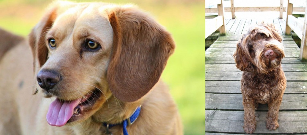 Portuguese Water Dog vs Beago - Breed Comparison