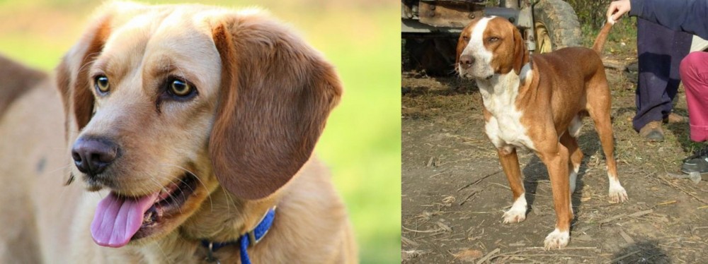 Posavac Hound vs Beago - Breed Comparison