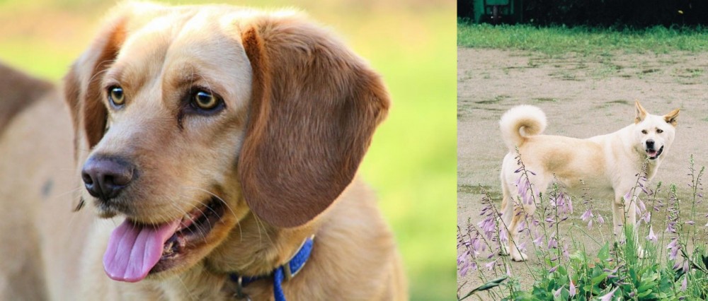Pungsan Dog vs Beago - Breed Comparison