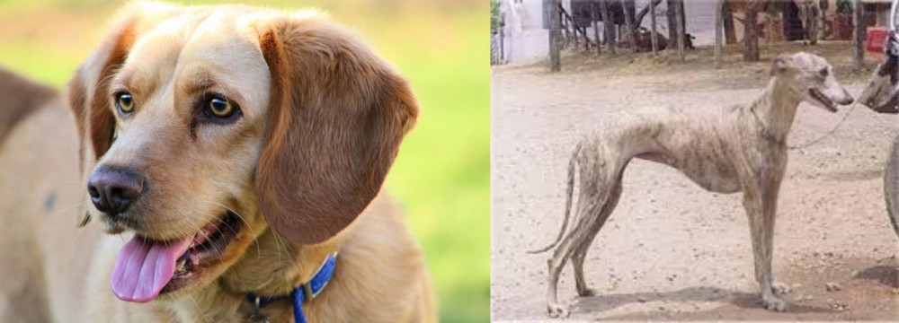 Rampur Greyhound vs Beago - Breed Comparison