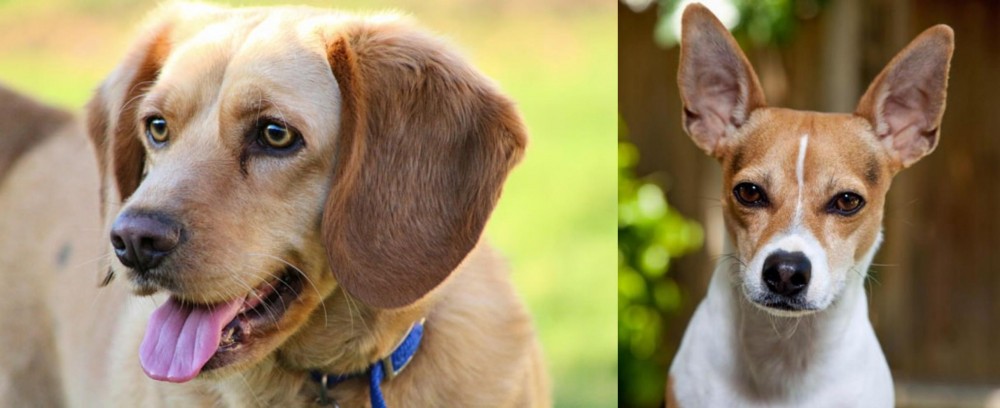 Rat Terrier vs Beago - Breed Comparison