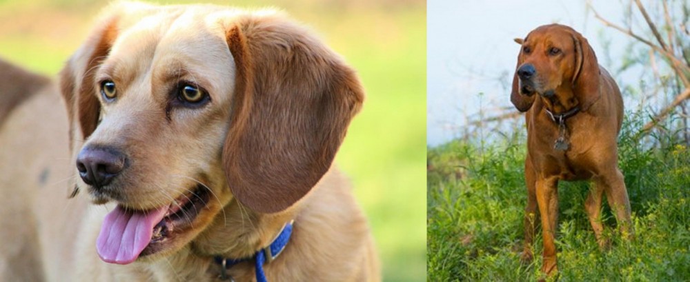 Redbone Coonhound vs Beago - Breed Comparison