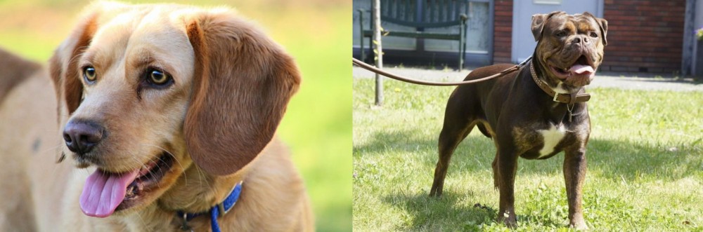 Renascence Bulldogge vs Beago - Breed Comparison