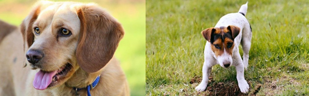 Russell Terrier vs Beago - Breed Comparison