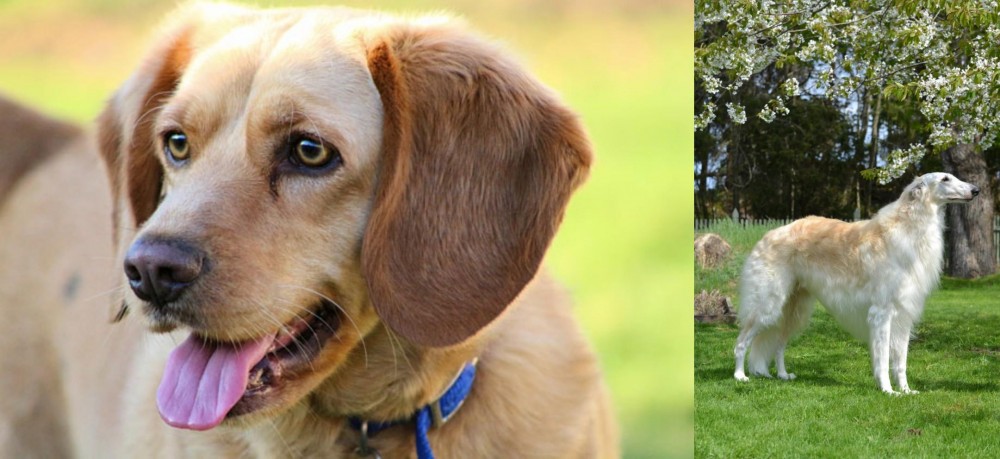 Russian Hound vs Beago - Breed Comparison