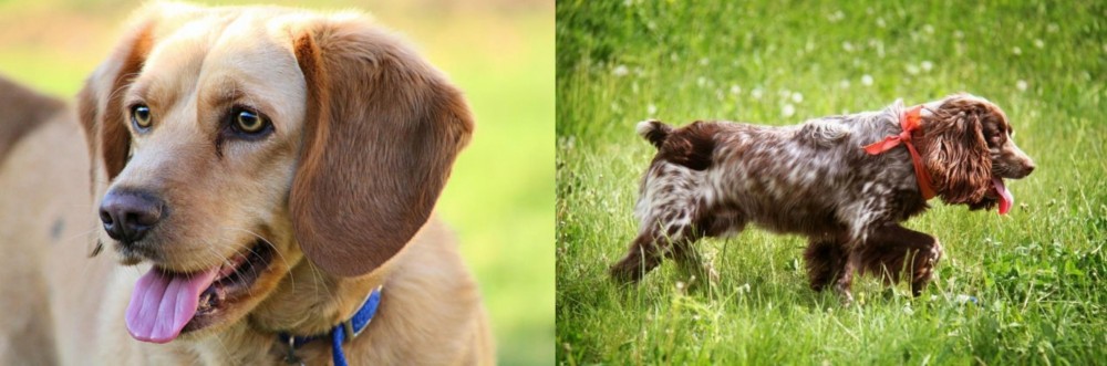 Russian Spaniel vs Beago - Breed Comparison