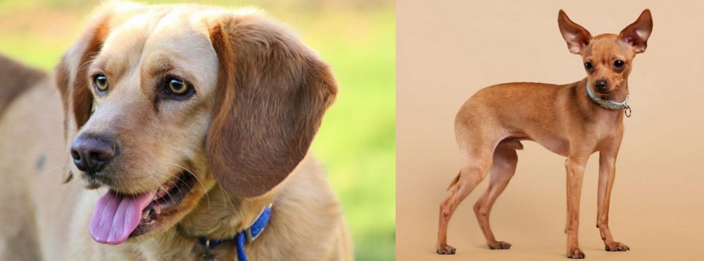 Russian Toy Terrier vs Beago - Breed Comparison