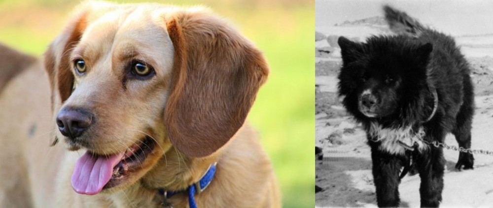 Sakhalin Husky vs Beago - Breed Comparison