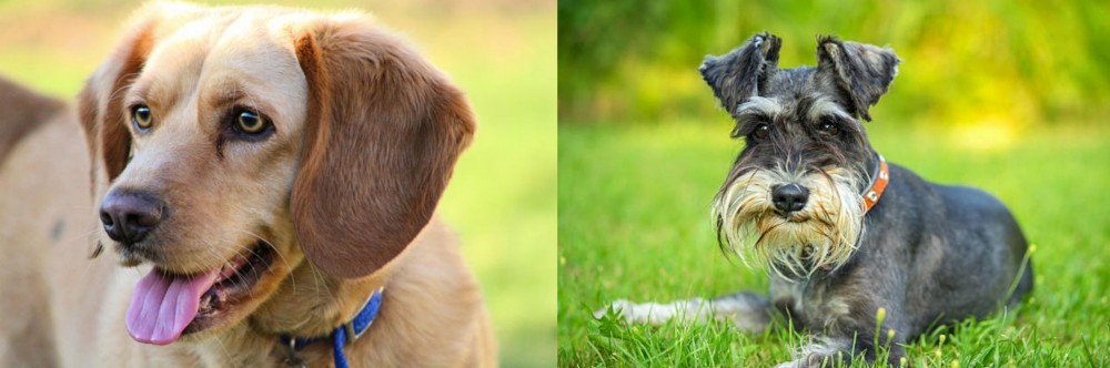 Schnauzer vs Beago - Breed Comparison