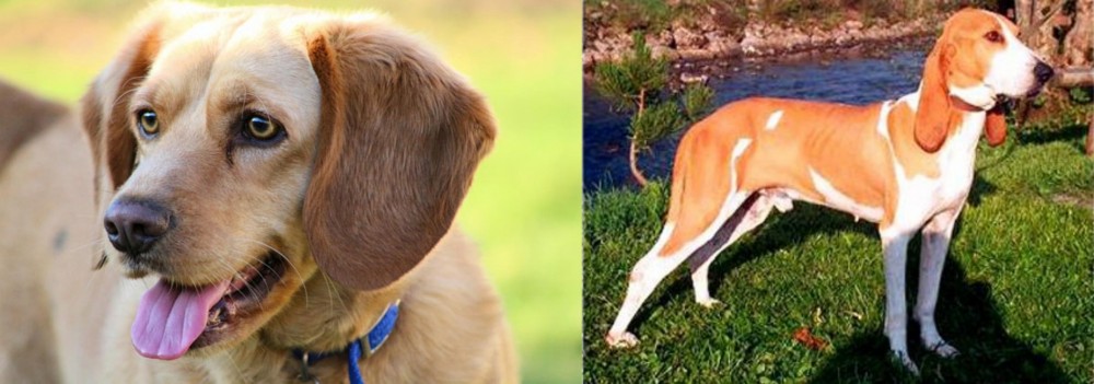 Schweizer Laufhund vs Beago - Breed Comparison