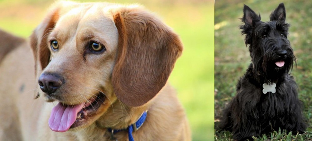 Scoland Terrier vs Beago - Breed Comparison