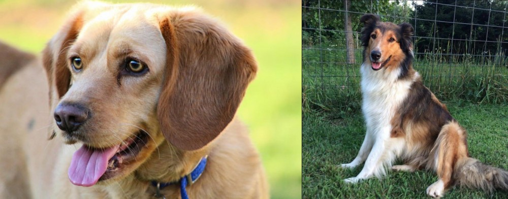 Scotch Collie vs Beago - Breed Comparison