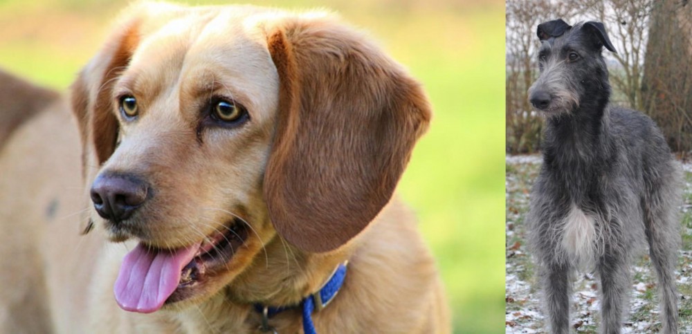 Scottish Deerhound vs Beago - Breed Comparison