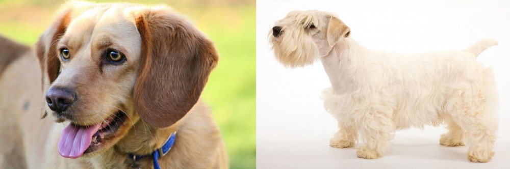 Sealyham Terrier vs Beago - Breed Comparison