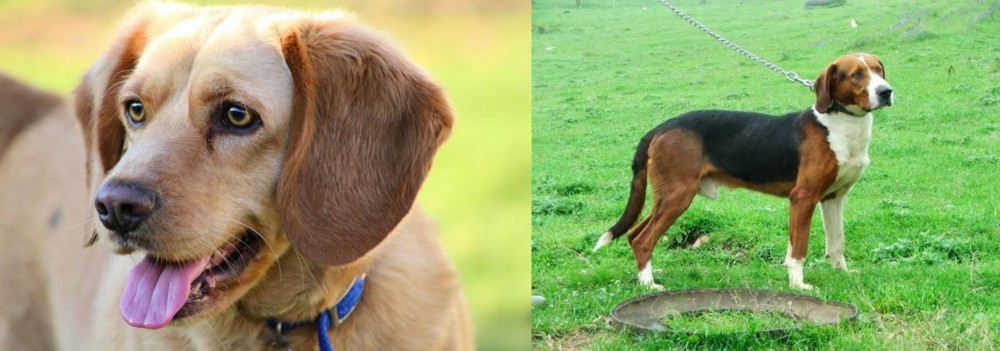 Serbian Tricolour Hound vs Beago - Breed Comparison