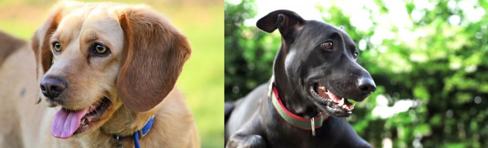 Shepard Labrador vs Beago - Breed Comparison