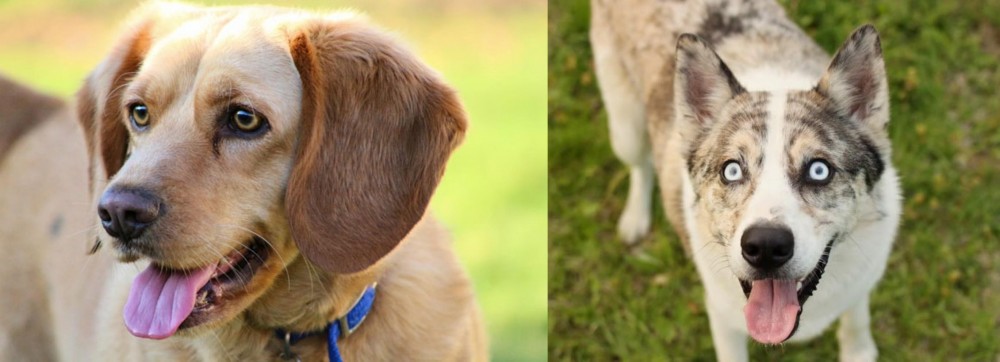Shepherd Husky vs Beago - Breed Comparison
