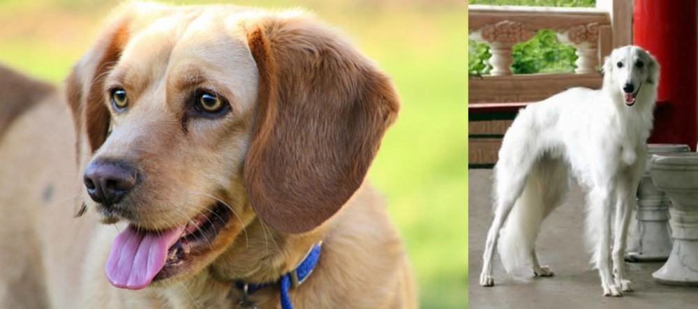 Silken Windhound vs Beago - Breed Comparison