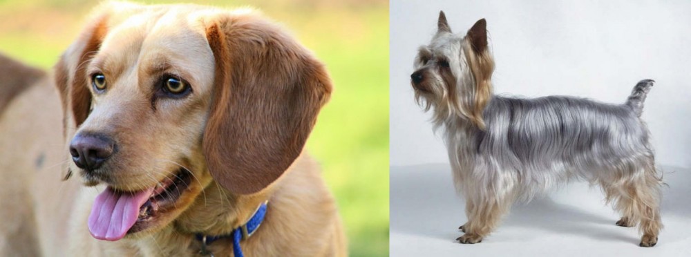 Silky Terrier vs Beago - Breed Comparison