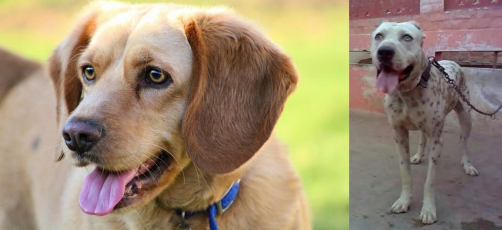Sindh Mastiff vs Beago - Breed Comparison