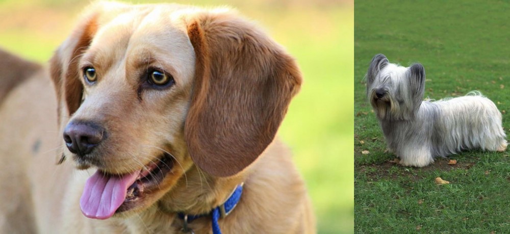 Skye Terrier vs Beago - Breed Comparison