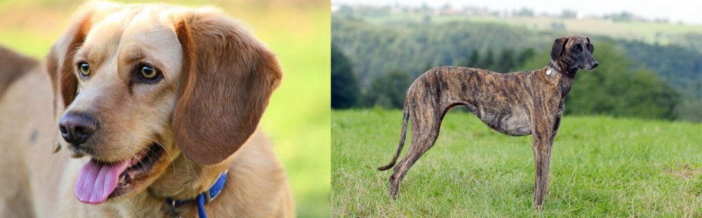 Sloughi vs Beago - Breed Comparison