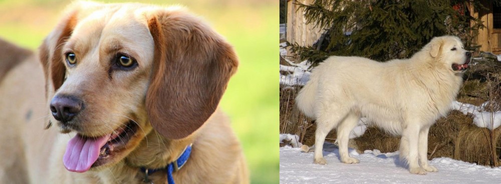 Slovak Cuvac vs Beago - Breed Comparison