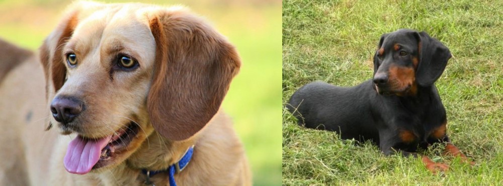 Slovakian Hound vs Beago - Breed Comparison