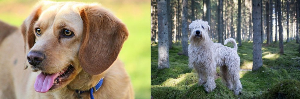 Soft-Coated Wheaten Terrier vs Beago - Breed Comparison