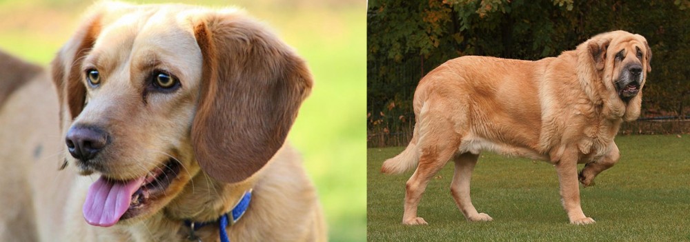 Spanish Mastiff vs Beago - Breed Comparison